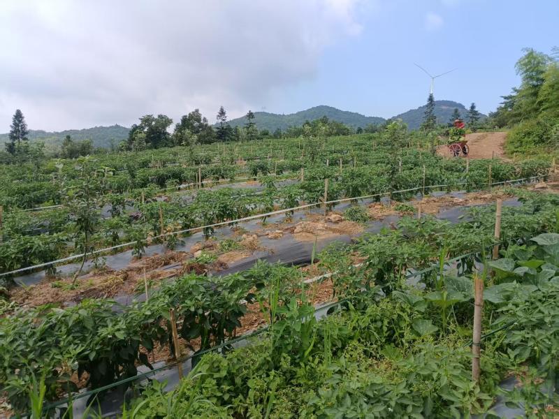 湖北宜昌高山有机辣椒，湘研55和薄优126两个品