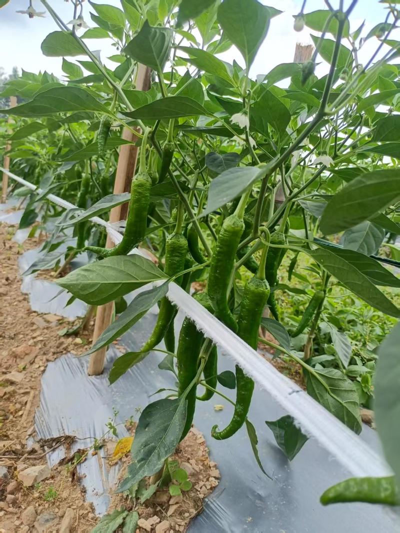 湖北宜昌高山有机辣椒，湘研55和薄优126两个品