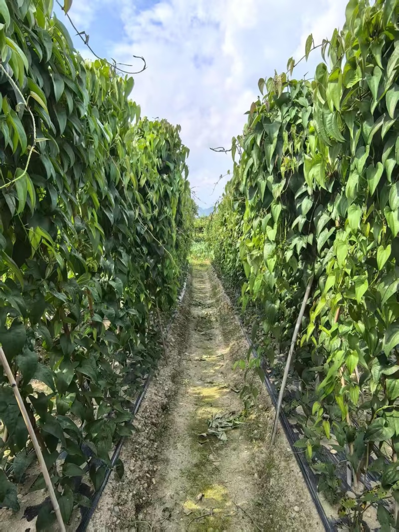 赣南紫山药大量有货品质优新鲜现摘可视频看货欢迎咨询来电