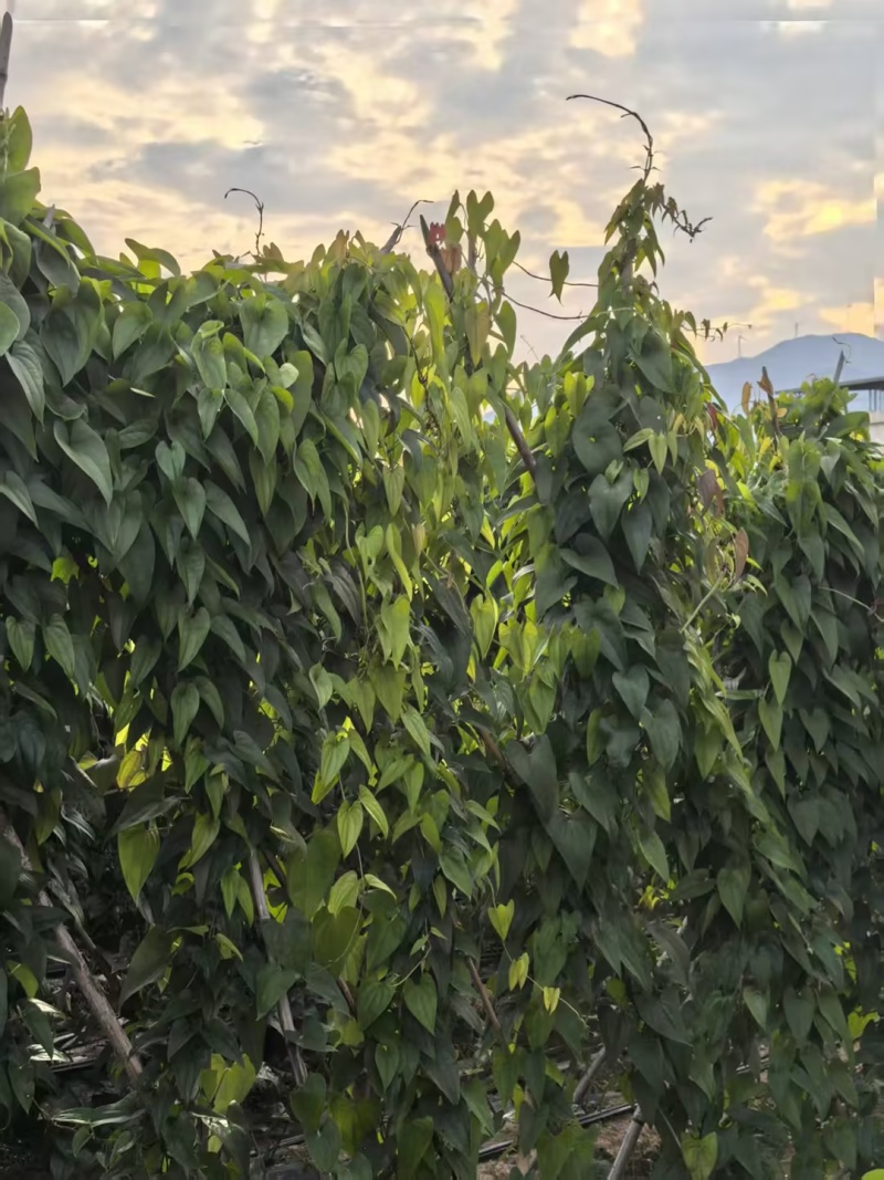 赣南紫山药大量有货品质优新鲜现摘可视频看货欢迎咨询来电