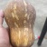 小金香南瓜