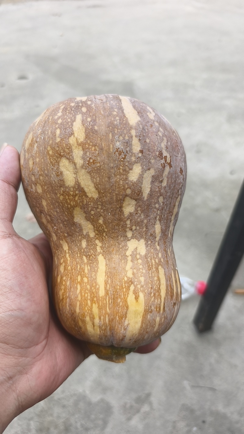 小金香南瓜