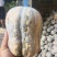 小金香南瓜