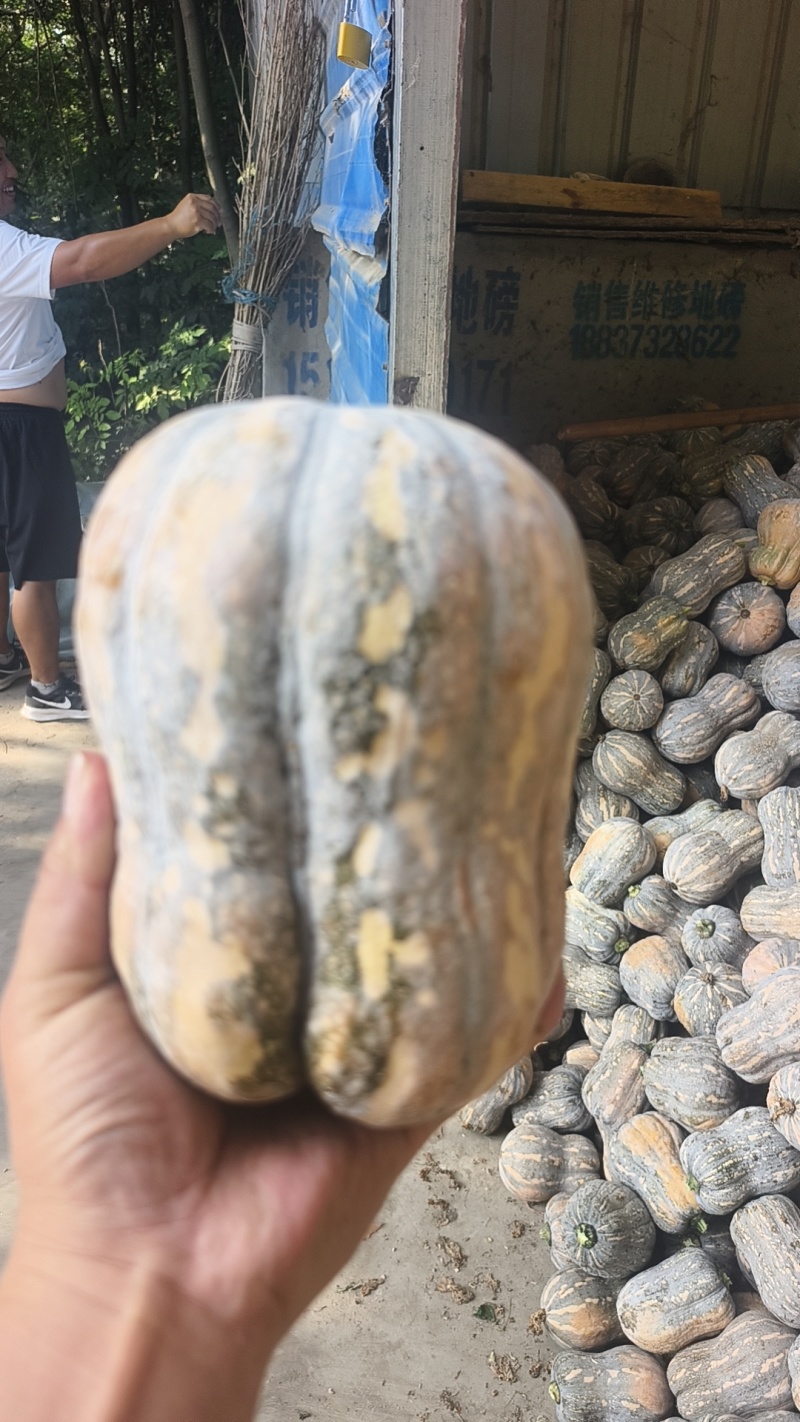 小金香南瓜