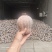 小金香南瓜
