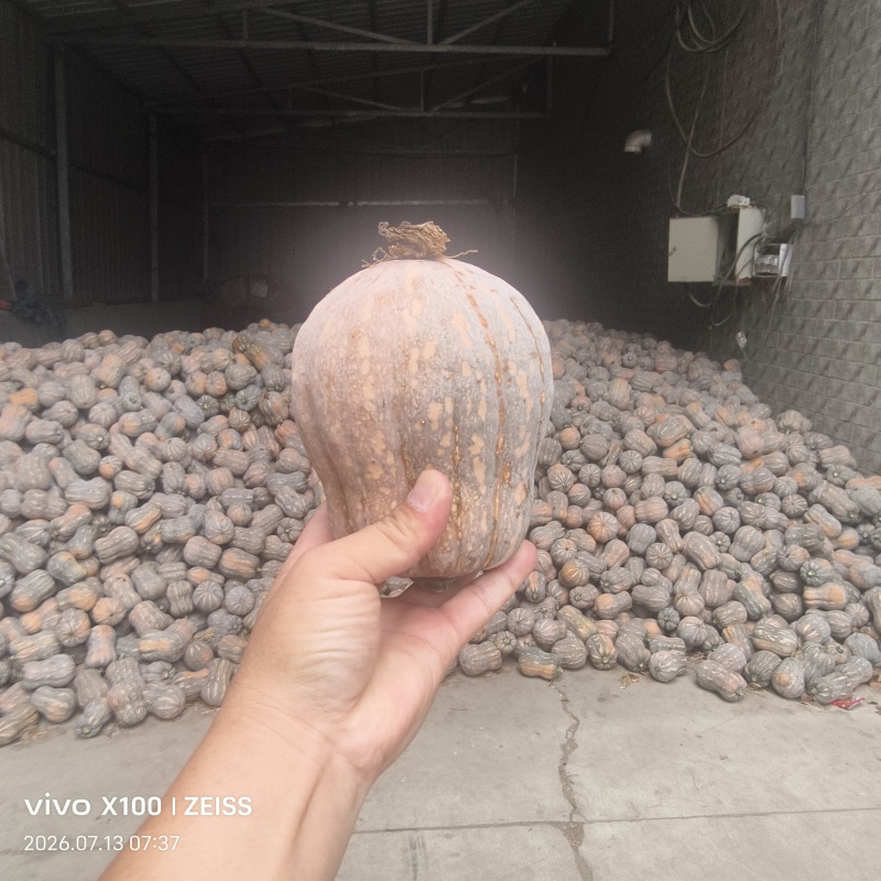 小金香南瓜