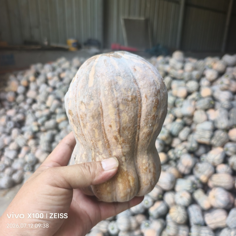 小金香南瓜