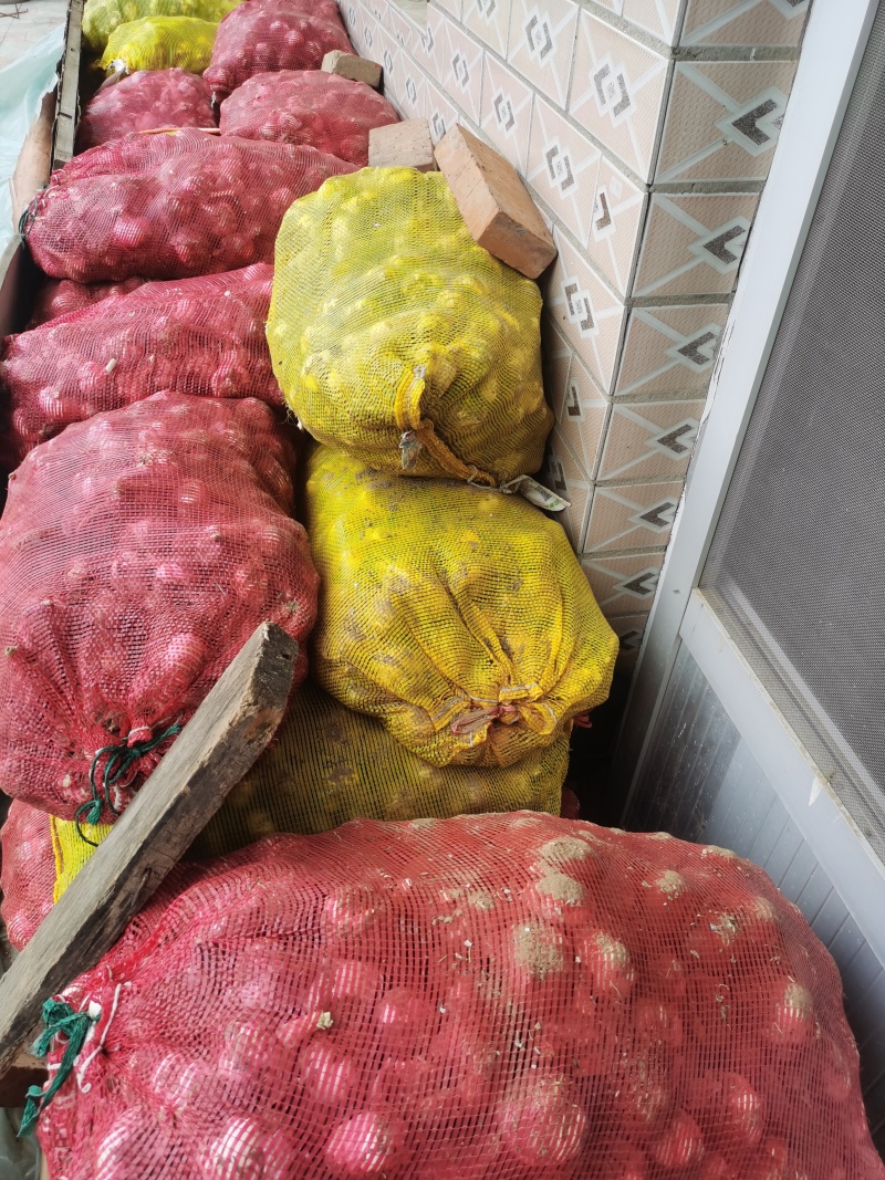 精品大蒜河北省衡水市饶阳县大官亭镇量大从优价格美丽