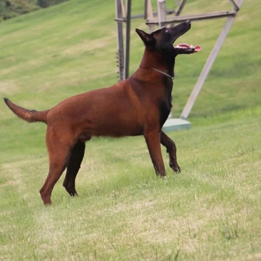纯种爆红马犬性格聪慧护主，看家放牧样样在行靠谱好犬。