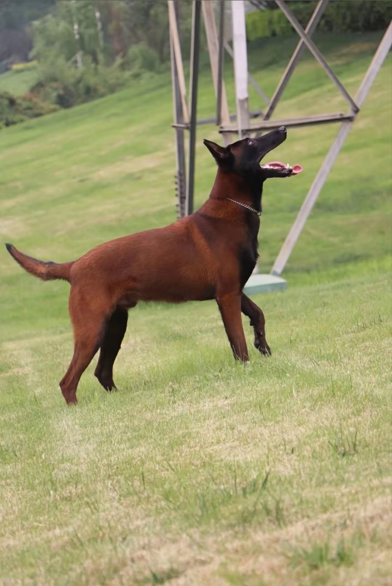 纯种爆红马犬性格聪慧护主，看家放牧样样在行靠谱好犬。