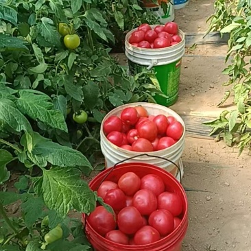 蔬菜番茄，