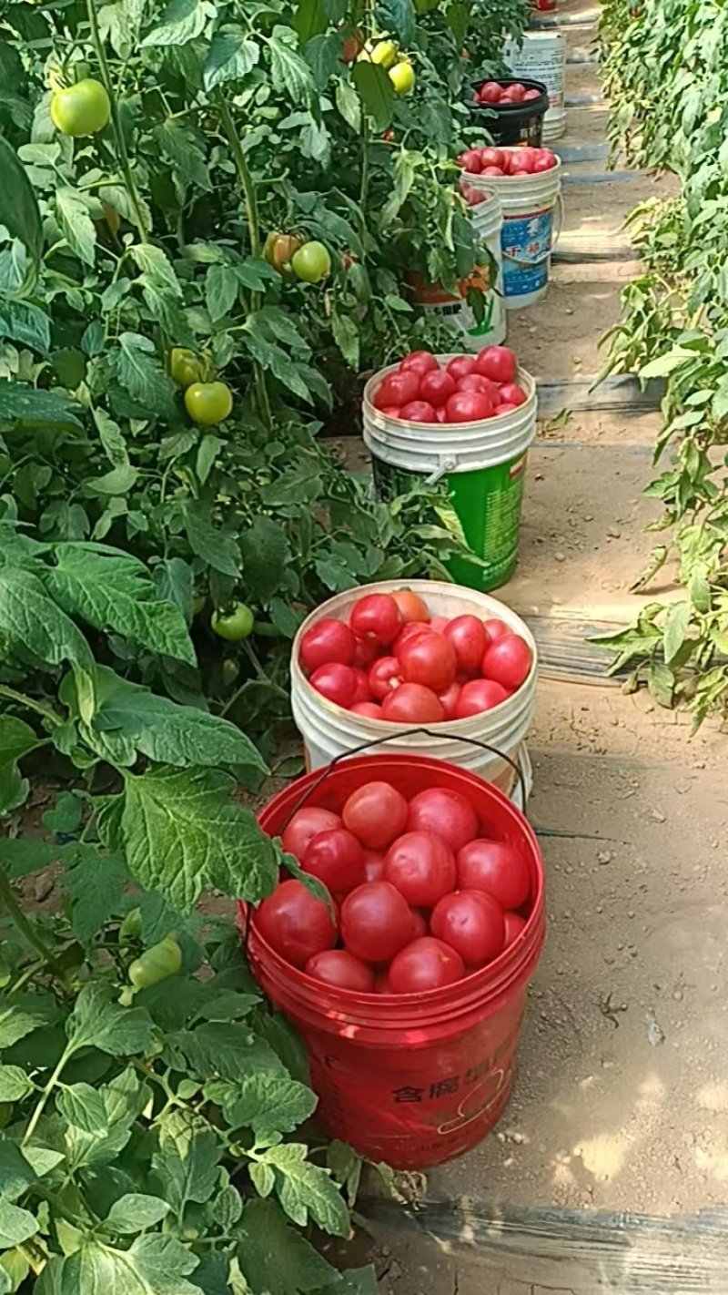 蔬菜番茄，