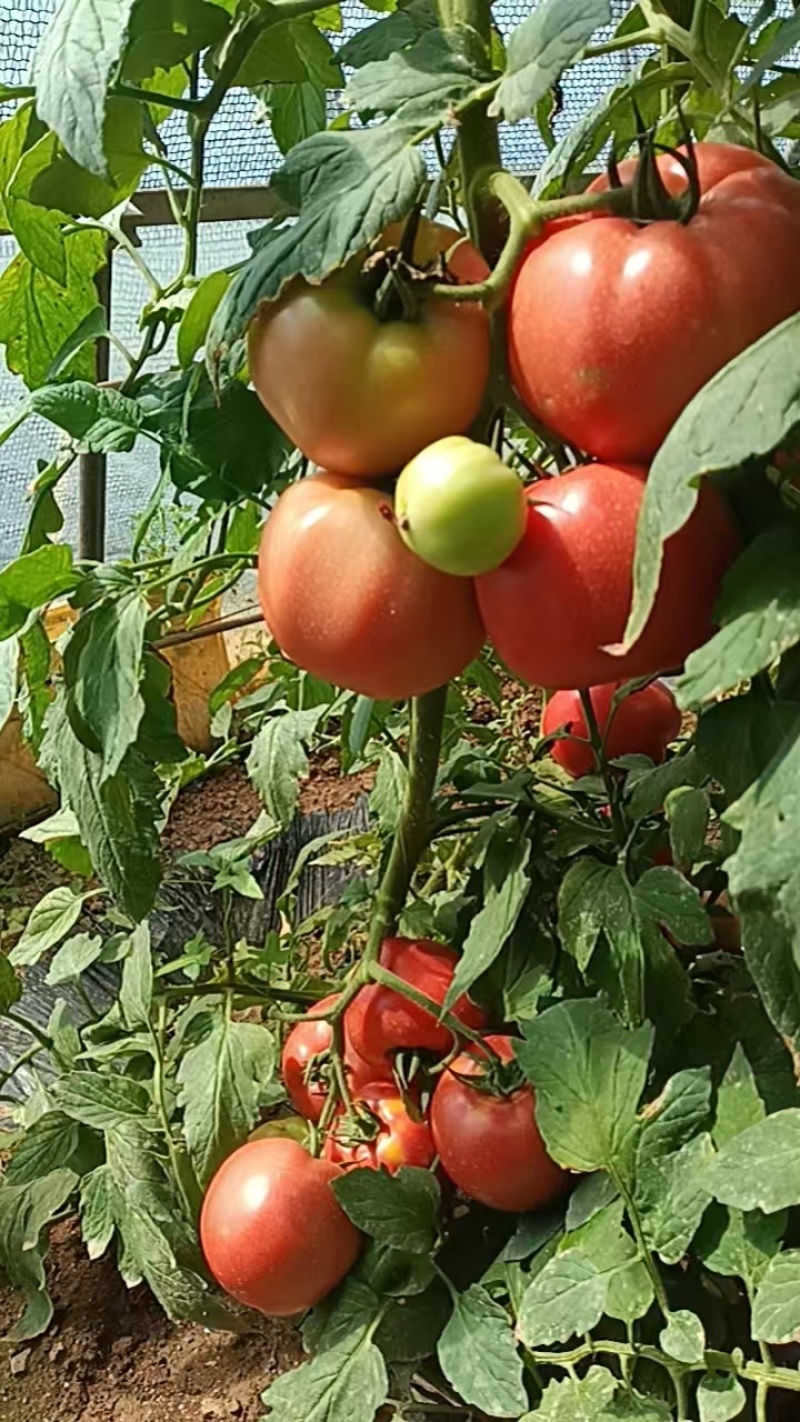 蔬菜番茄，