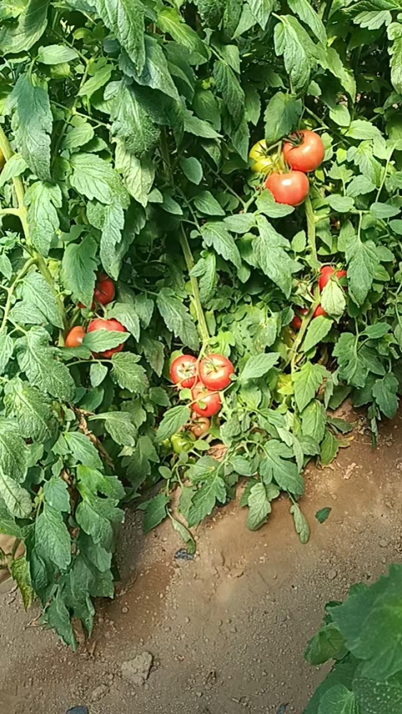 蔬菜番茄，