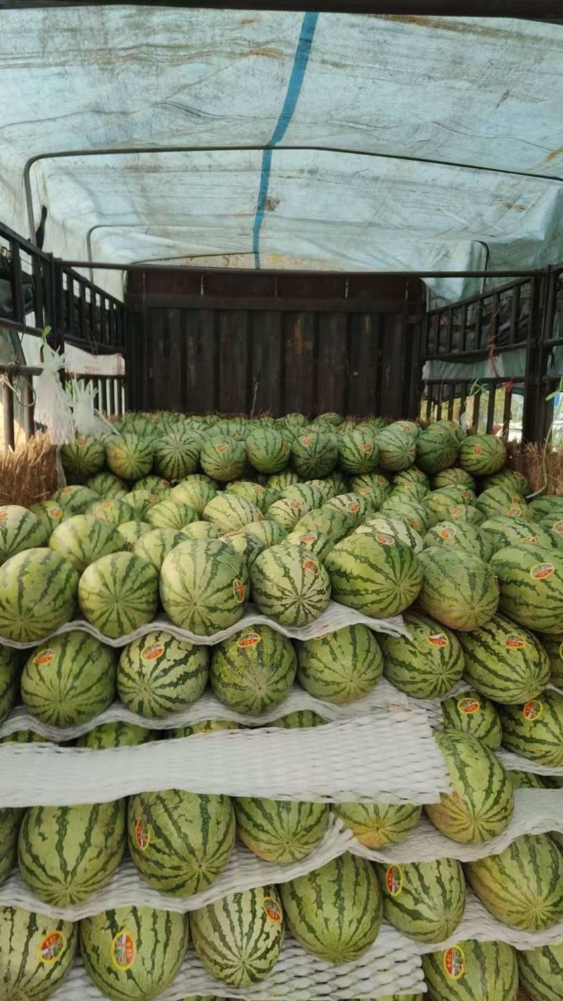 宁夏，石头瓜，大西北自然井水灌溉，可口香甜。