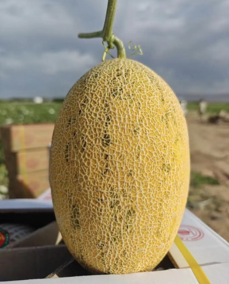 【推荐】阿克苏哈密瓜八六王伽师瓜一手货源量大价优