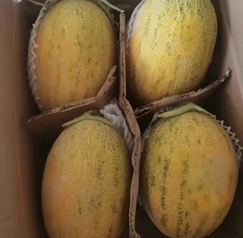 【推荐】阿克苏哈密瓜八六王伽师瓜一手货源量大价优