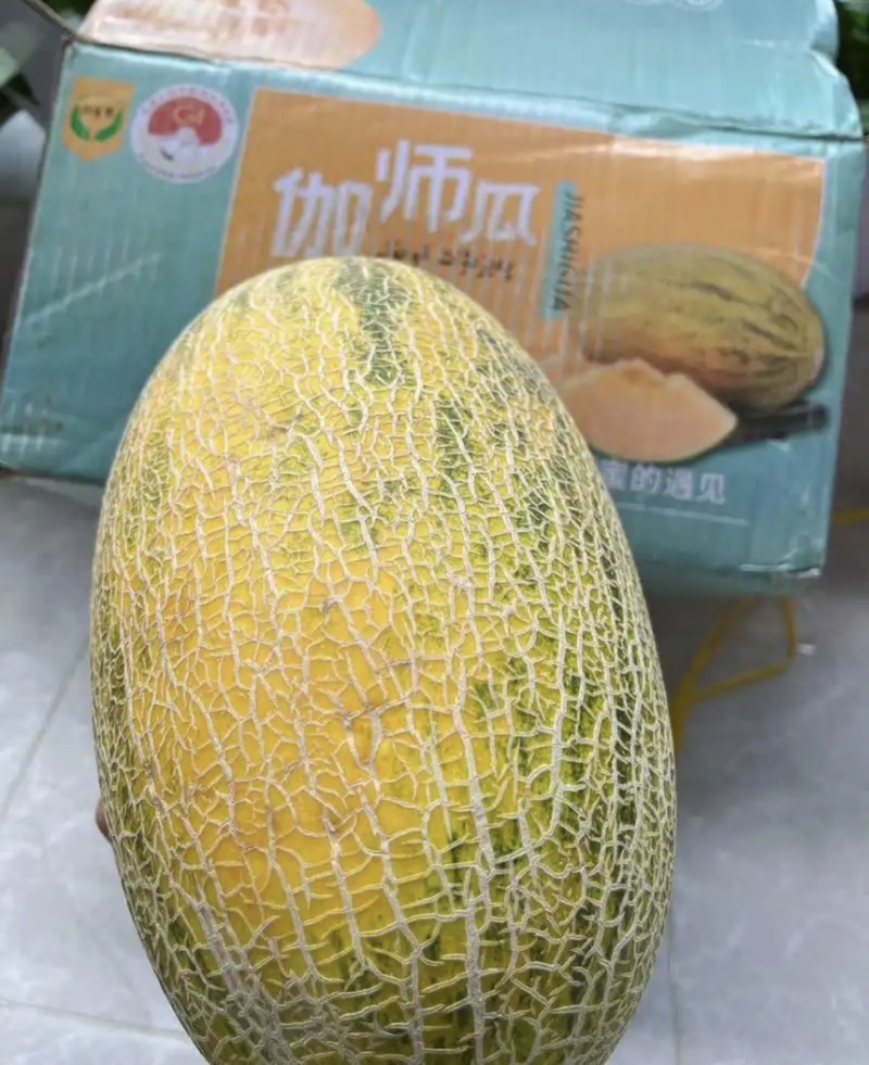 【精品】新疆哈密瓜八六王基地直发物美价廉欢迎来电