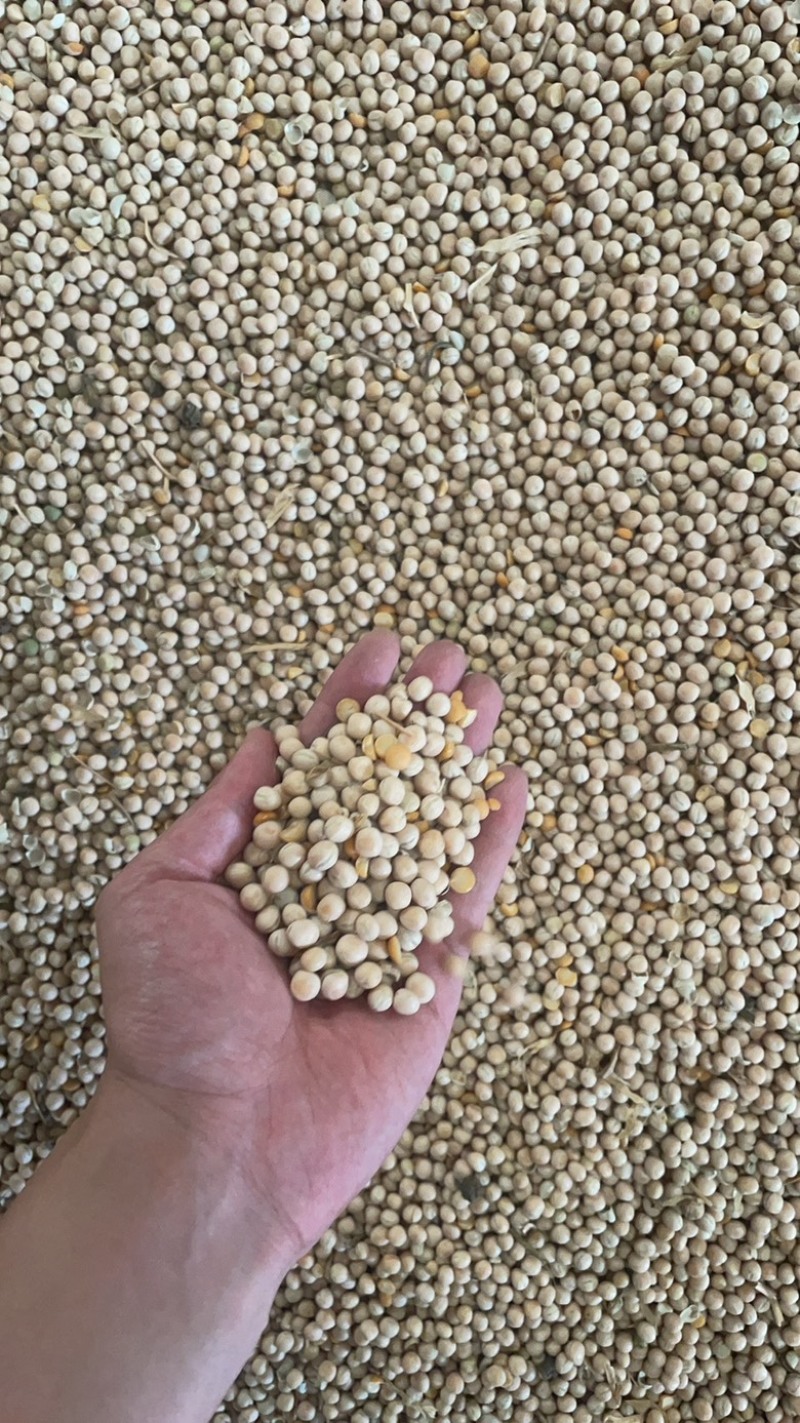 俄罗斯豌豆质优价廉！