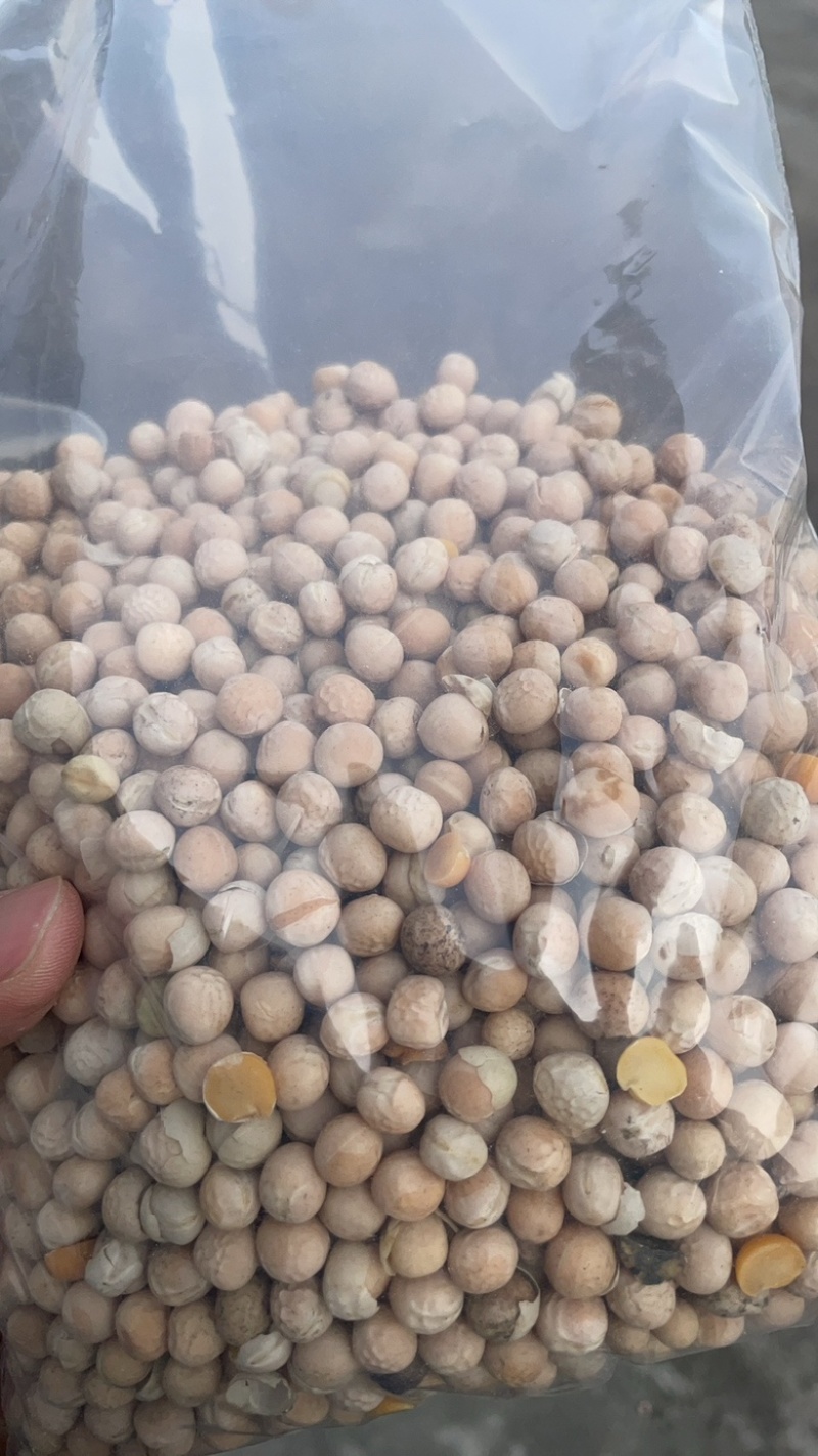 俄罗斯豌豆质优价廉！