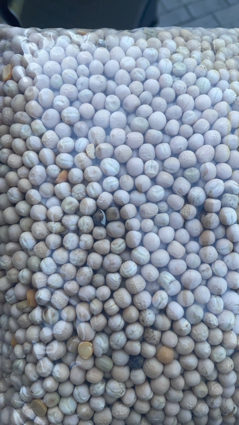 俄罗斯豌豆质优价廉！