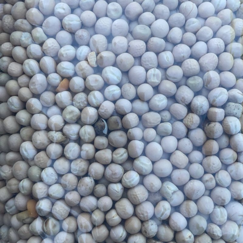 俄罗斯豌豆质优价廉！