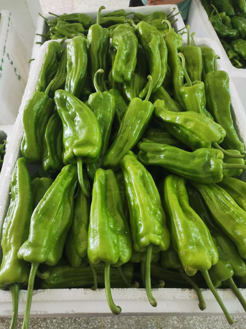 新苗泡椒