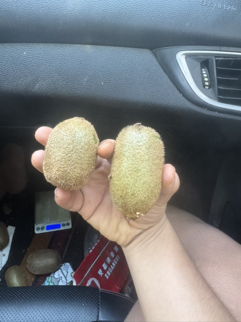 凤凰绿心猕猴桃.供应电商