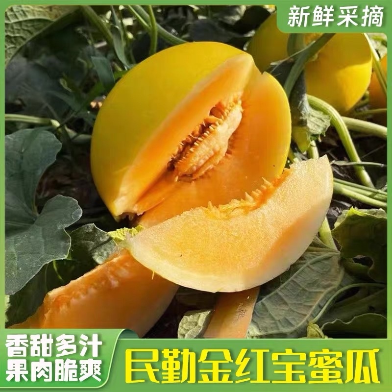 民勤金红宝