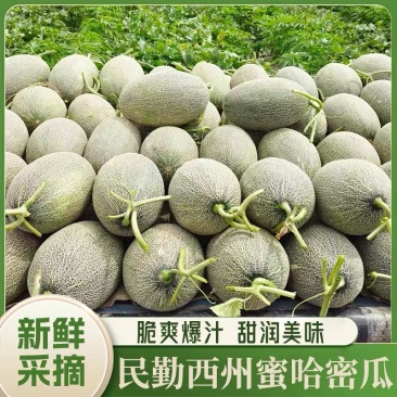 民勤西州蜜