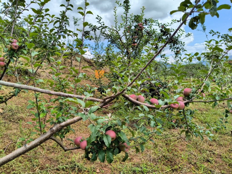 苹果