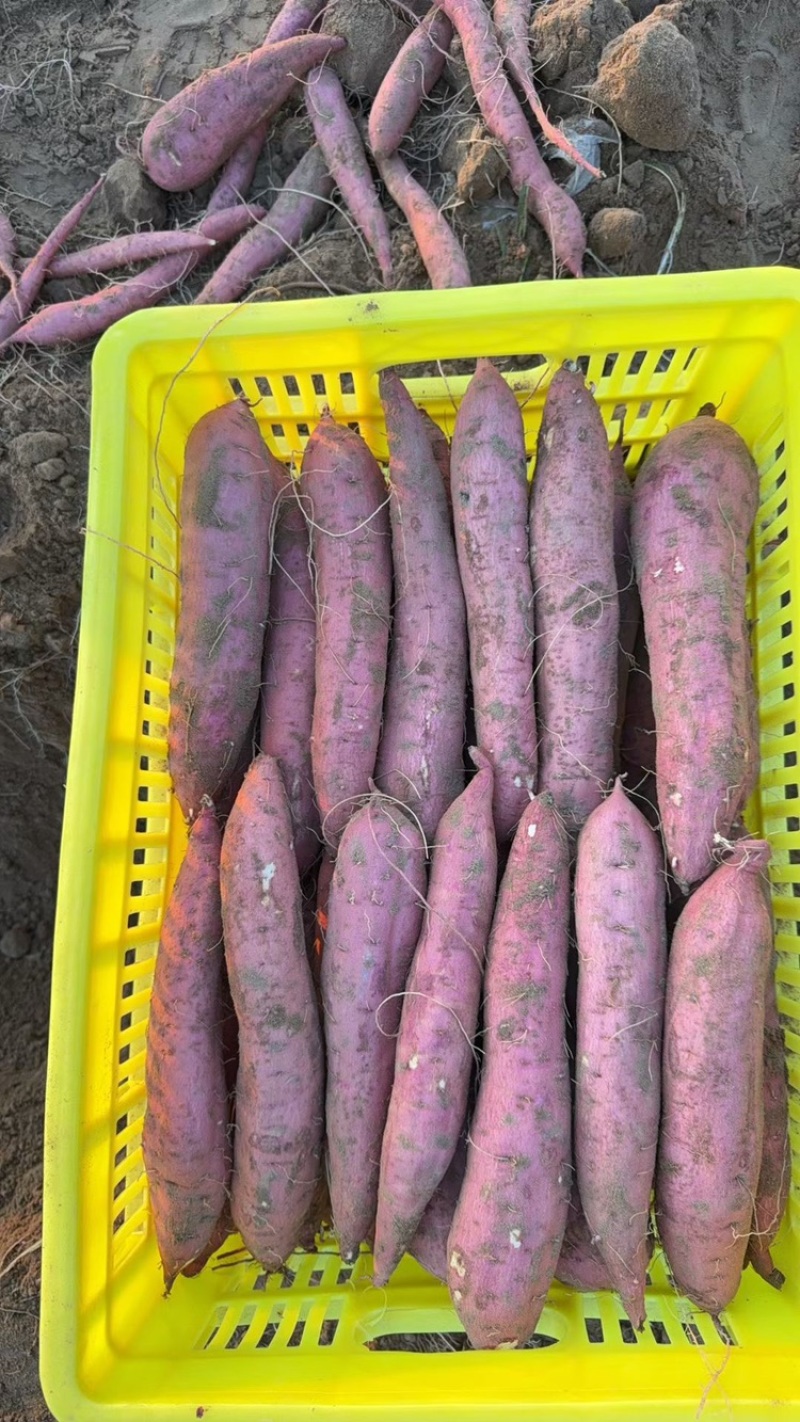 红薯，板栗红薯，纯沙地板栗红薯