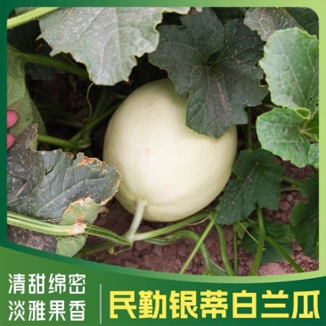 民勤银蒂白兰瓜
