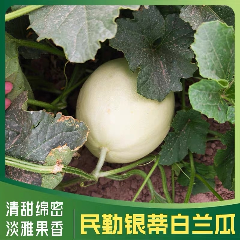 民勤银蒂白兰瓜