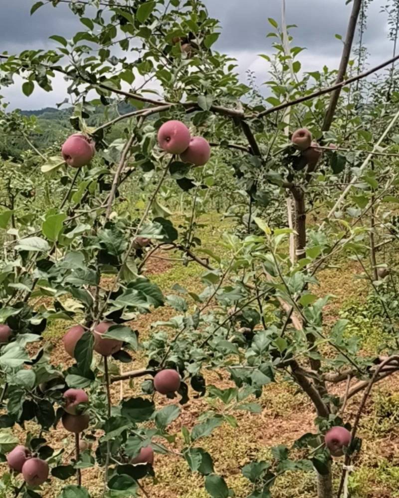 苹果
