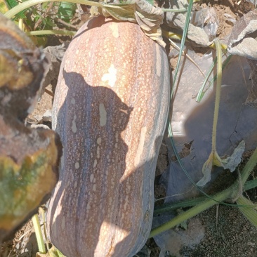 河南省确山县瓦岗丘陵地老南瓜