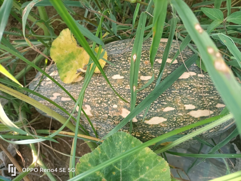 河南省确山县瓦岗丘陵地老南瓜