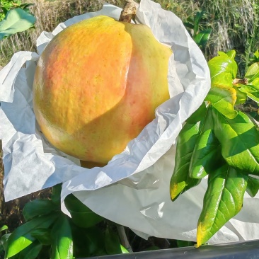 突尼斯软籽石榴