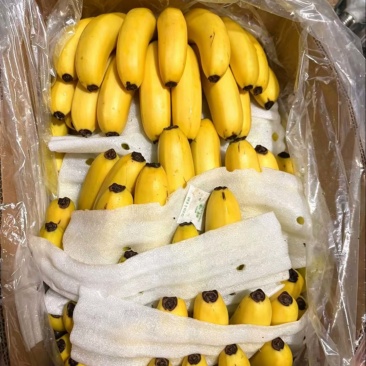 香蕉