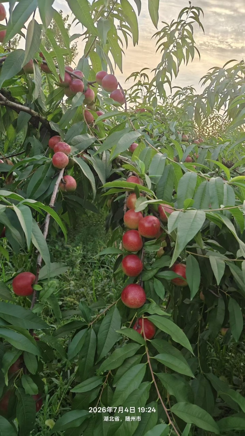 珍珠枣油桃3号，大量上市，对接档口，商超，社区团购