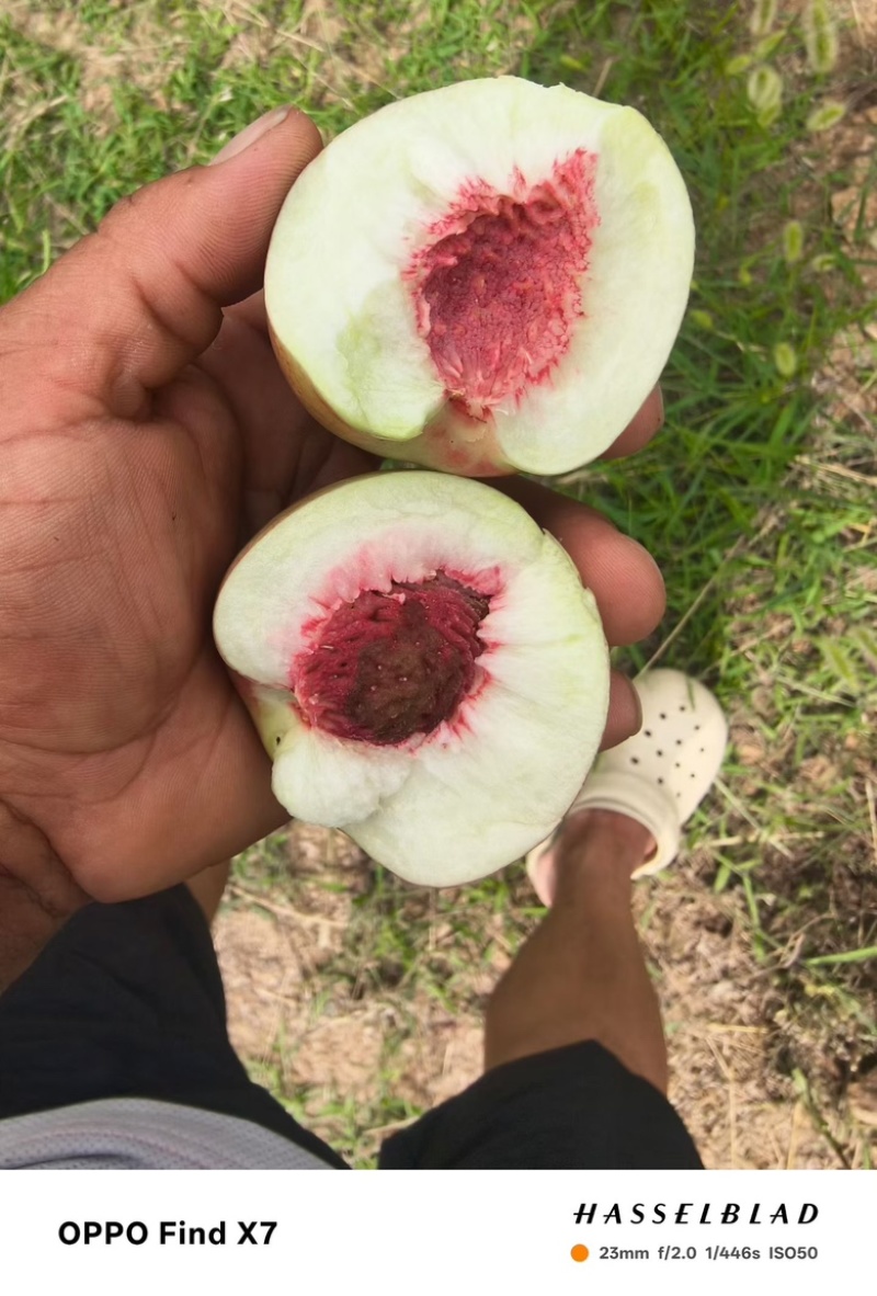 珍珠枣油桃3号，大量上市，对接档口，商超，社区团购