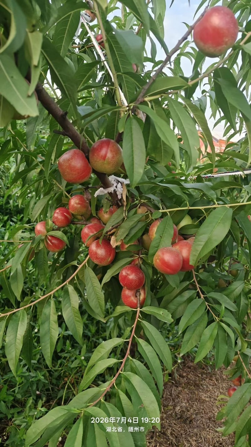 珍珠枣油桃3号，大量上市，对接档口，商超，社区团购