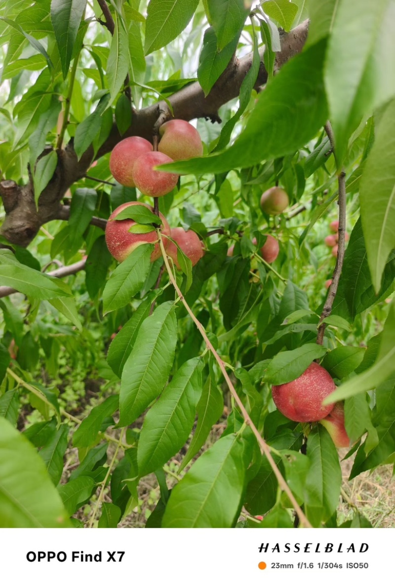 珍珠枣油桃3号，大量上市，对接档口，商超，社区团购