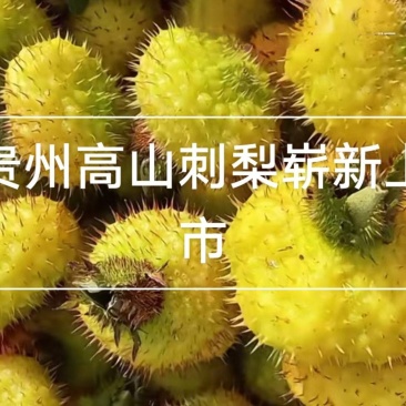 贵州高山刺梨