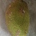 菠萝蜜