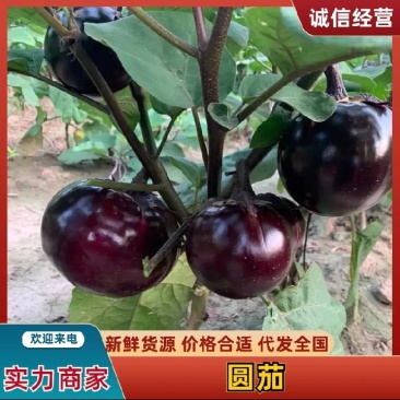 圆茄