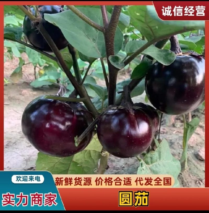 圆茄