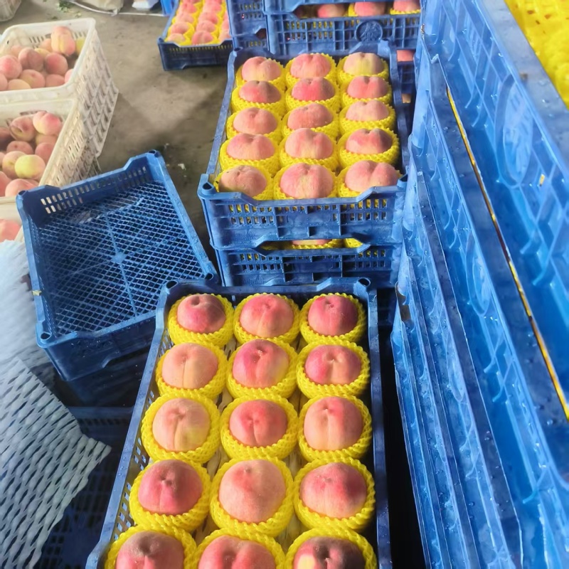 早凤王桃2026新鲜上市河北乐亭县产地装车可看货