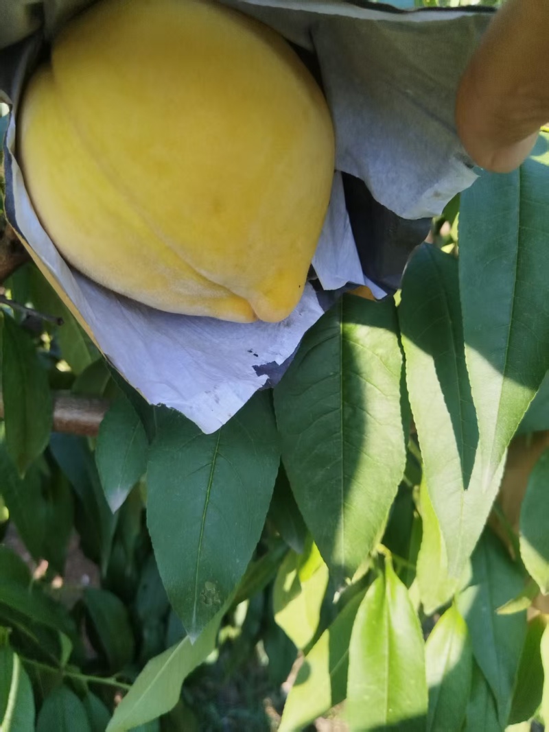 锦绣黄桃