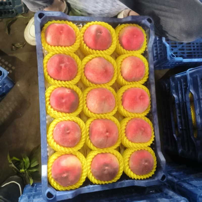 早凤王桃乐亭县产地一手货源精品货可代发全国